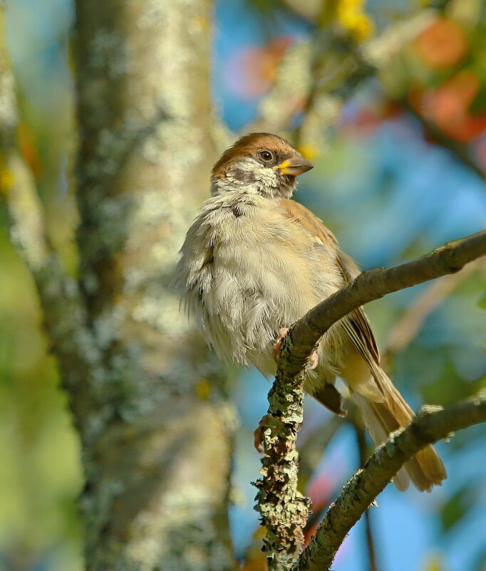 один гордый птах ... - Andrey Bragin 