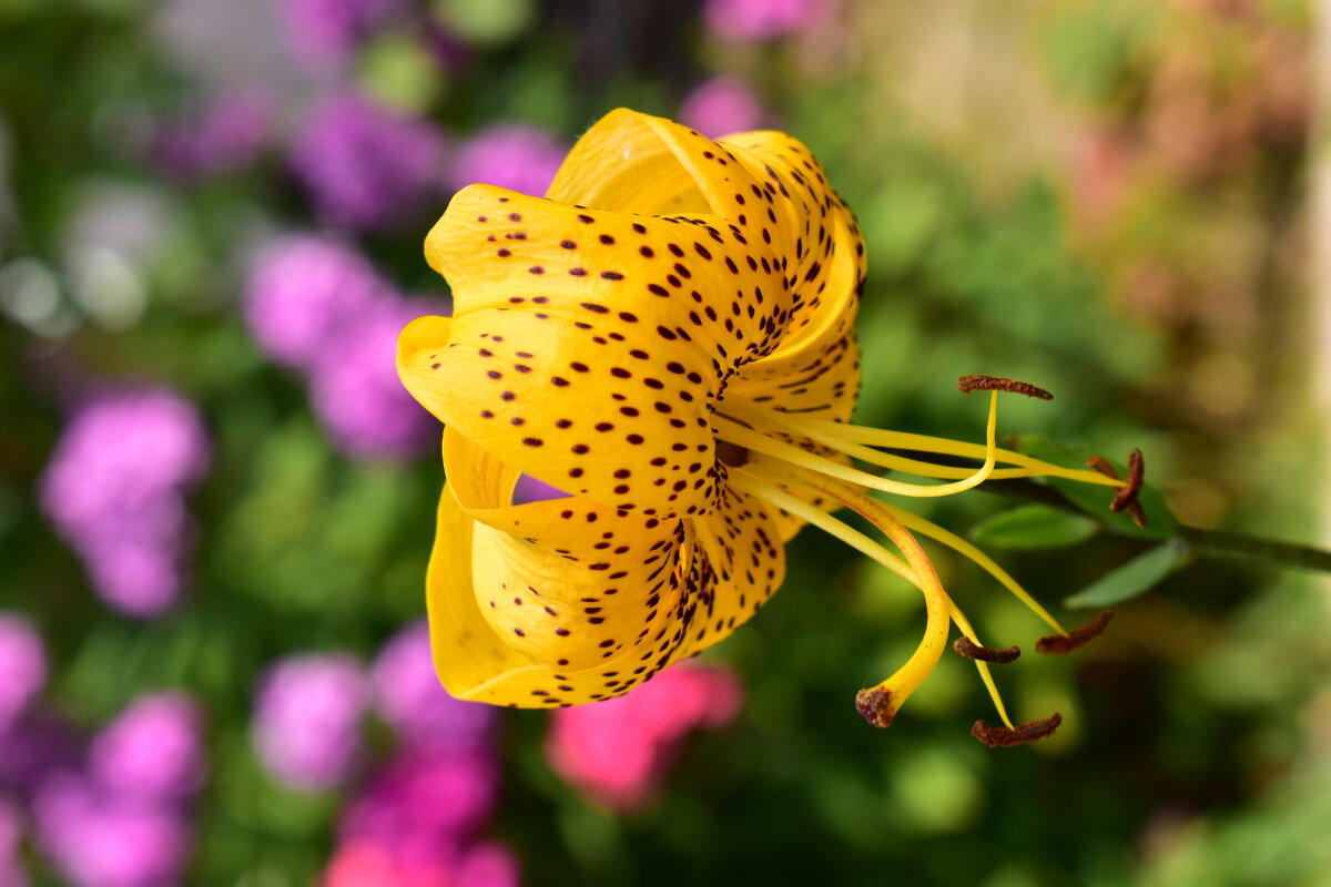 лилия тигровая Citronella - Vera_85916050 Lario