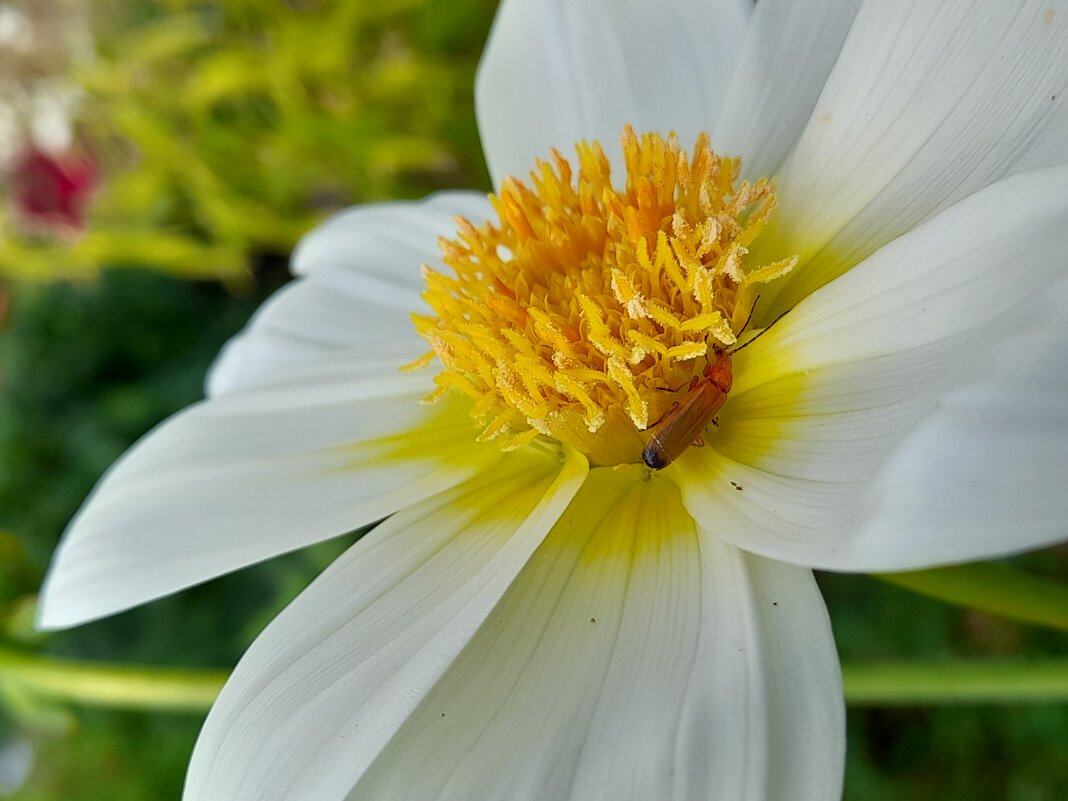 Гость - Ирина Лесиканич