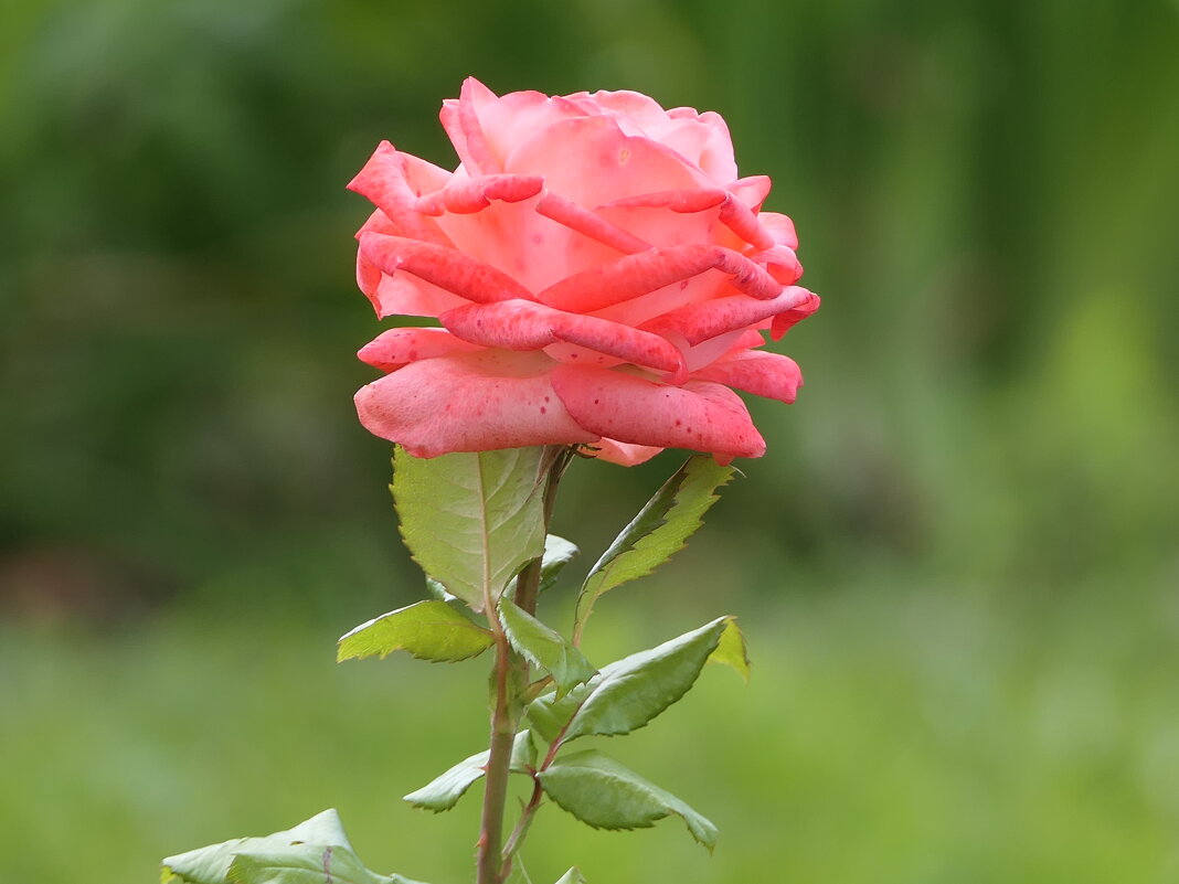 Роза - Сергей Михальченко