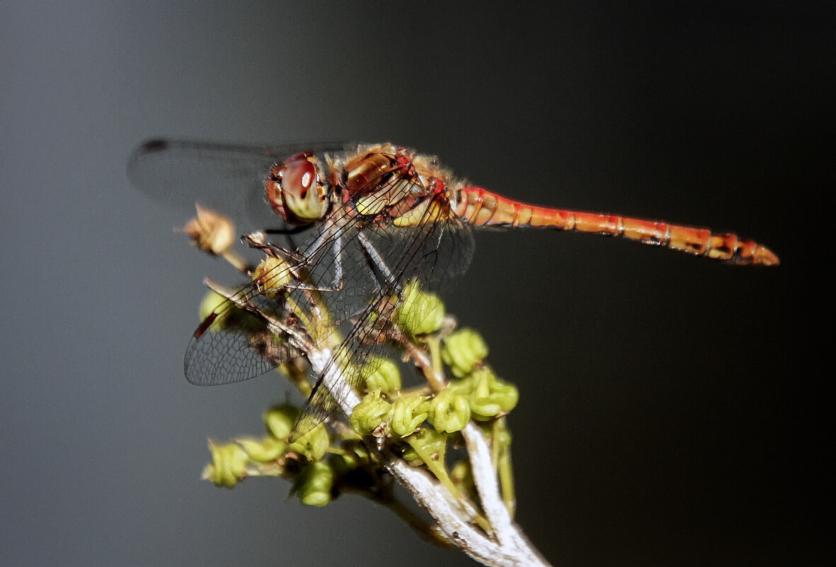 ***** - Андроник Александр 