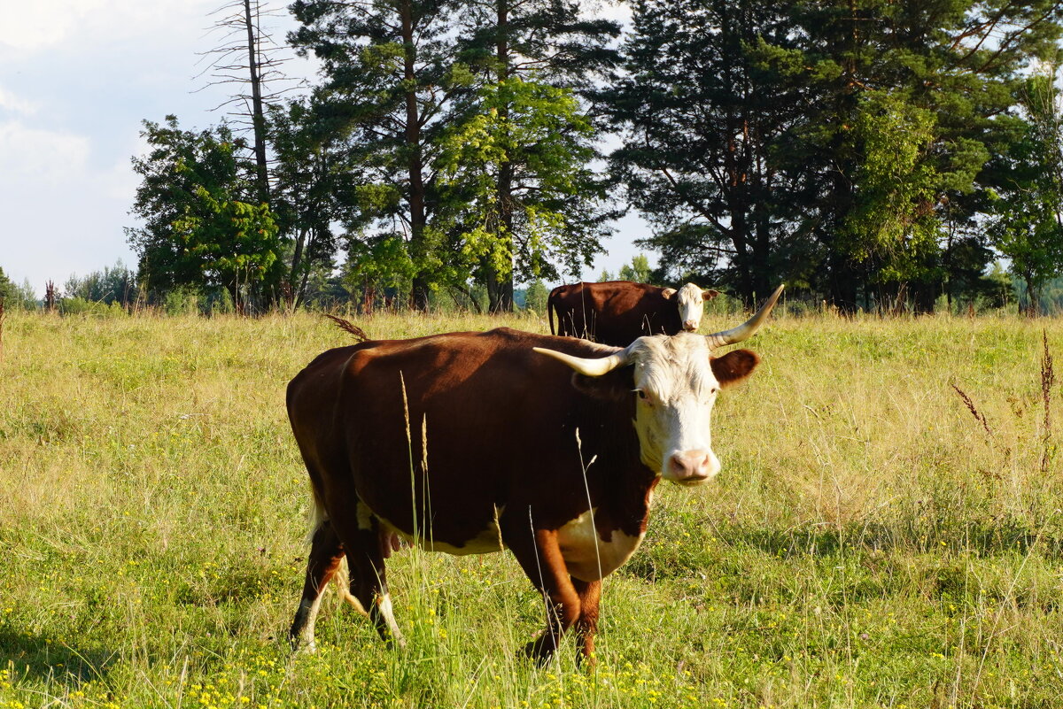На пастбище - Сергей Ц