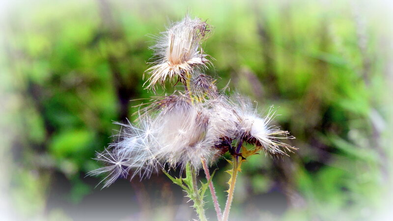 Репейники - 3 - Сергей 