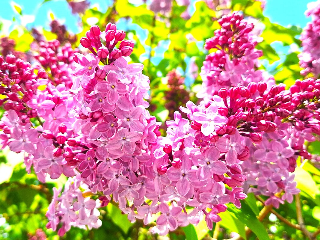 Сирень - Наталья Сирень - Наталья