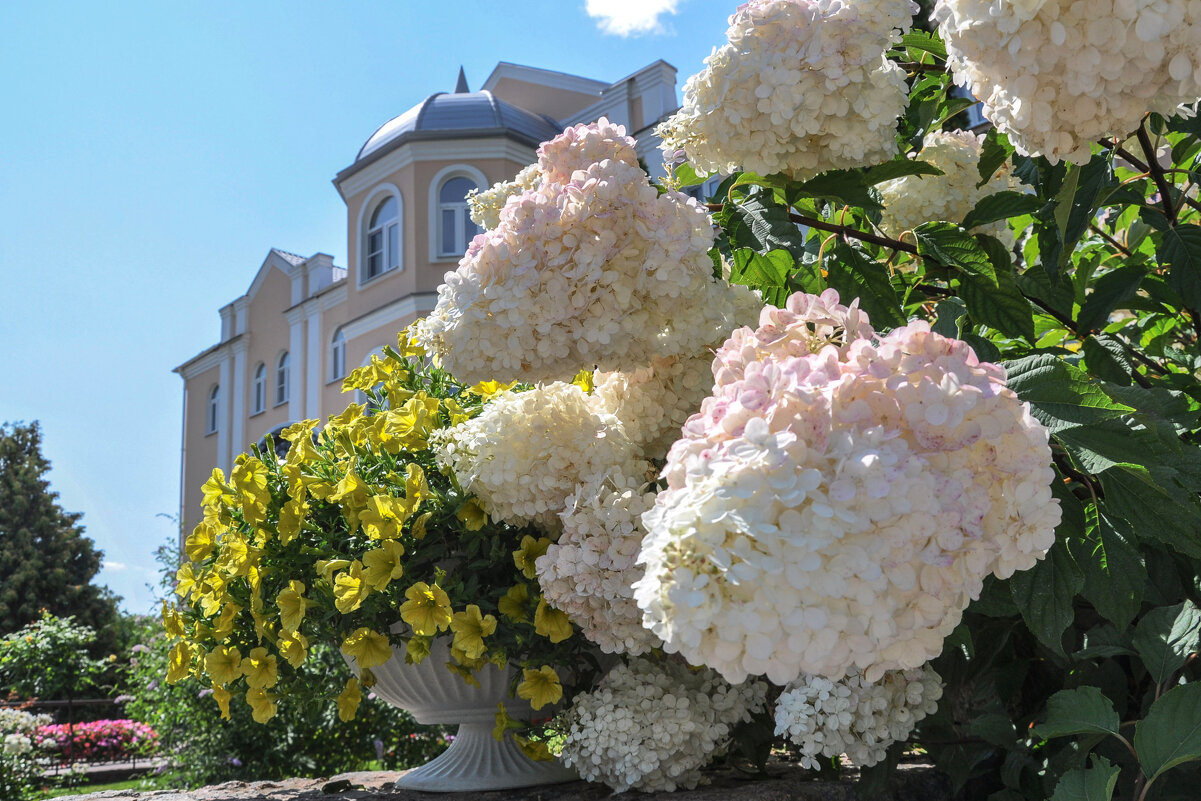 Гортензии в Акатовом монастыре - Татьяна Машошина Гортензии в Акатовом монастыре - Татьяна Машошина