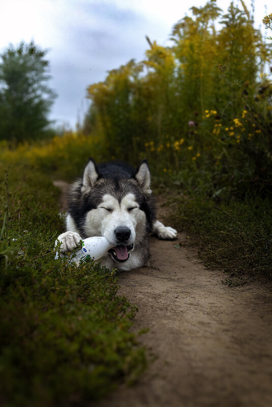 Ярик. - leff Postnov