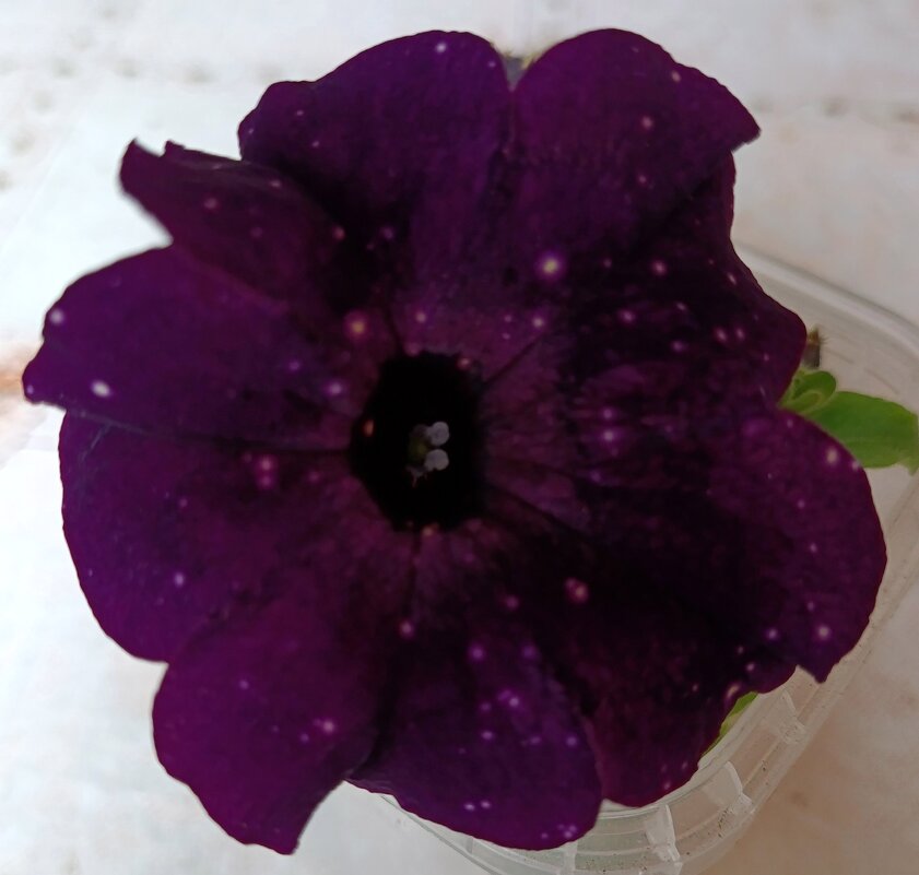 Петуния. - Ирина ***