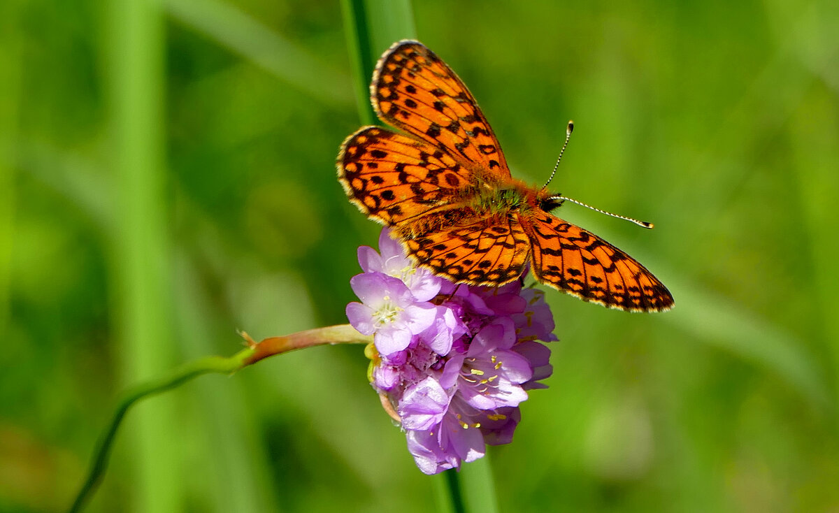 бабочки августа 14 - Александр Прокудин