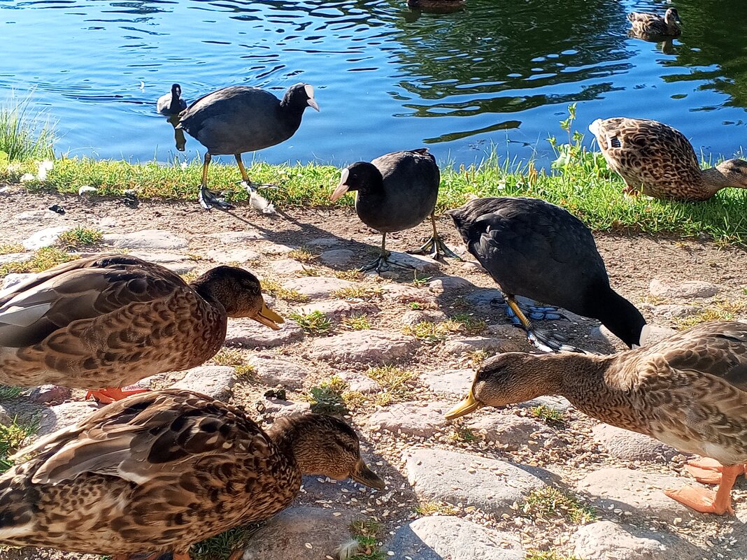 Утки - Сапсан 