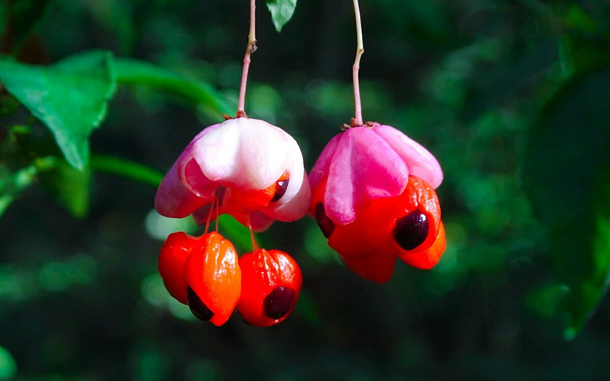 Не земная красота (бересклет). - Милешкин Владимир Алексеевич 