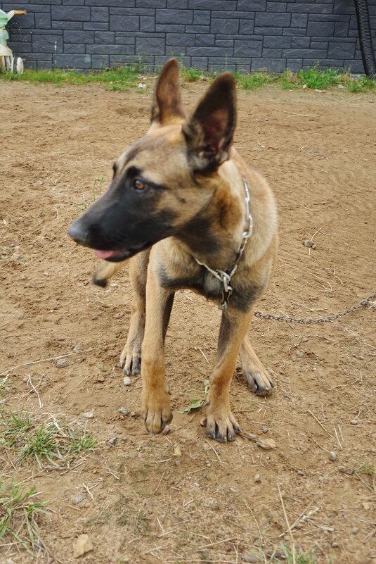 Пёсель на веревочке - Игорь Корф