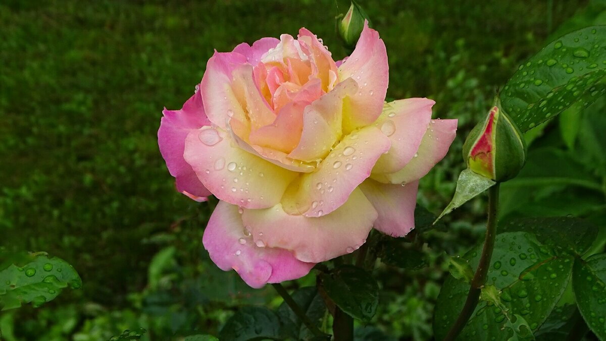 О красоте цветов. - Милешкин Владимир Алексеевич 