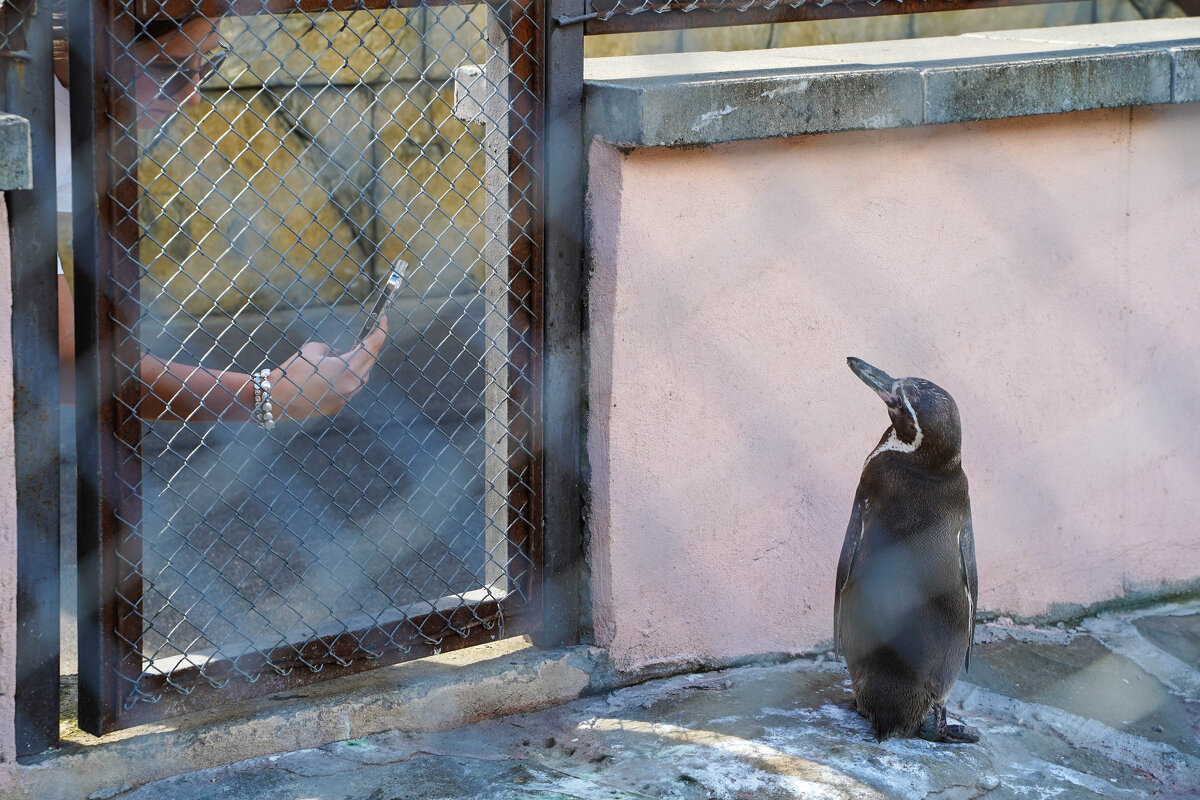 ДОСТАЛА - Сергей Янович Микк