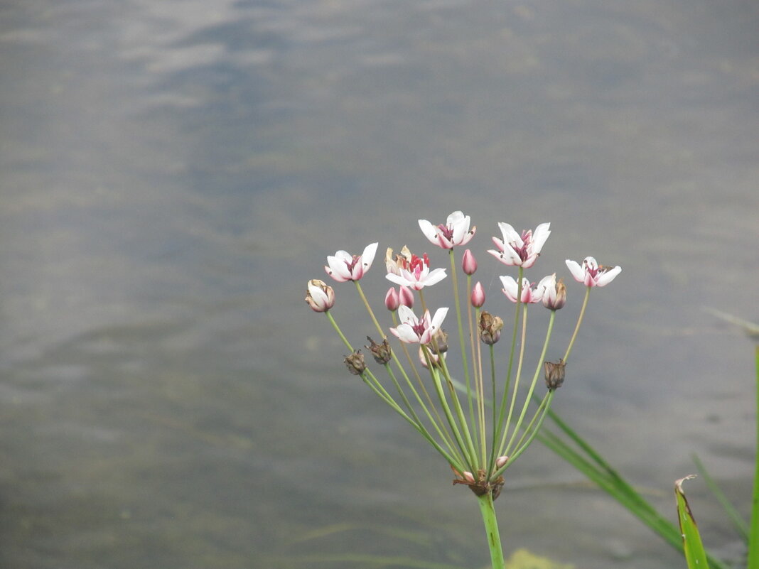 Усманка - Елена Шаламова