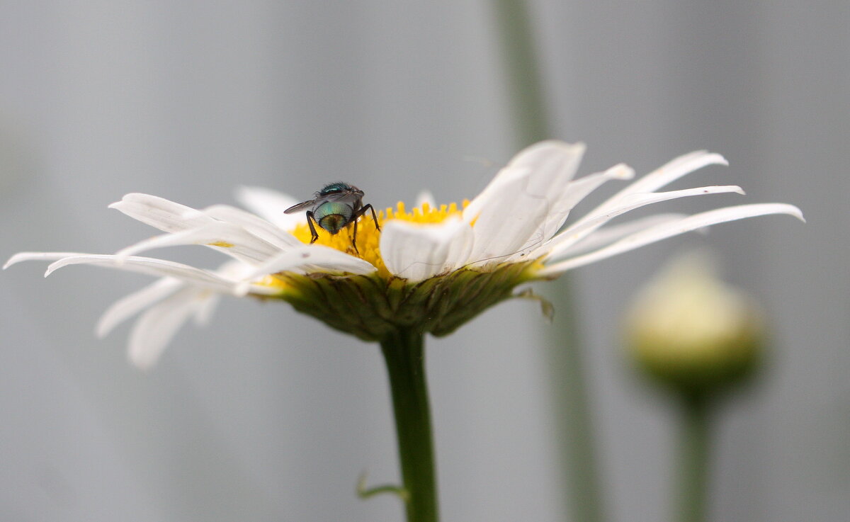 ромашка... - Андрей Катков
