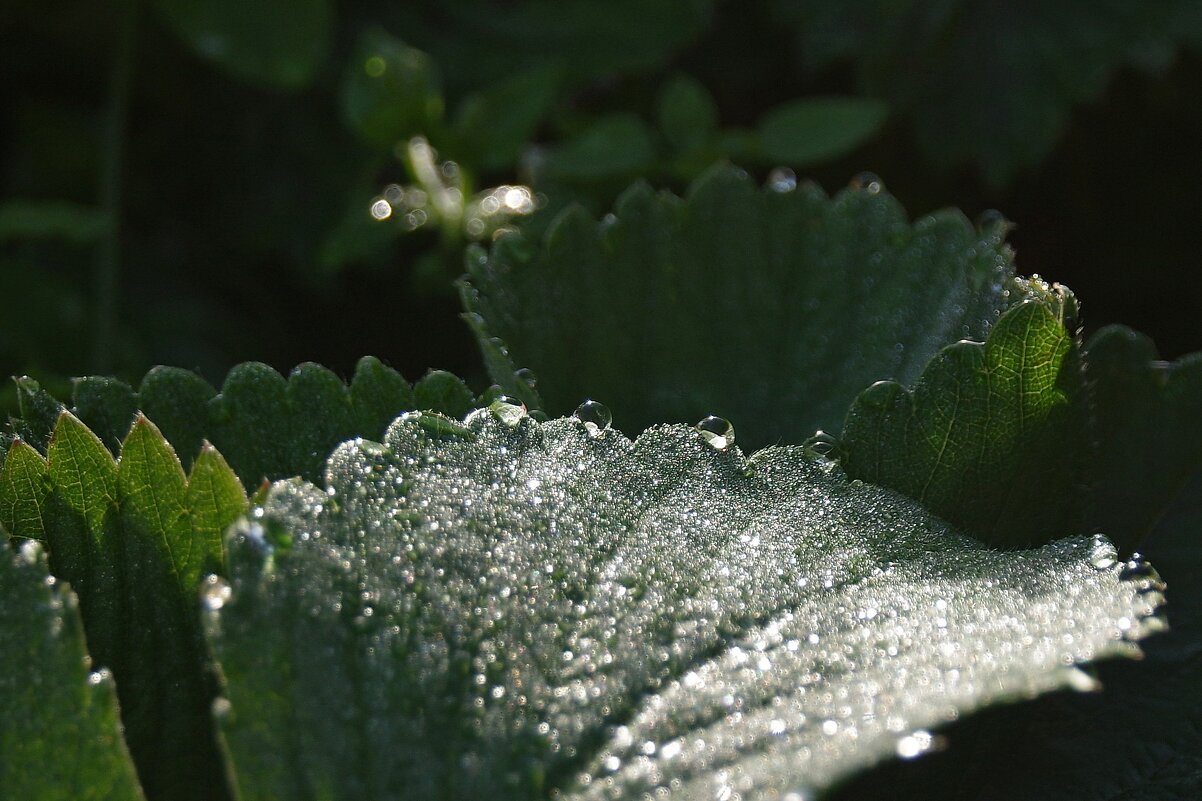 Утренняя роса - Сергей Швечков