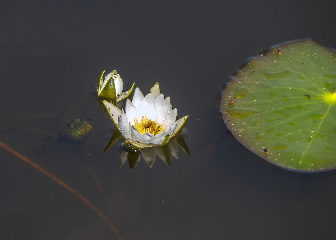 Кувшинка - Сергей Цветков Кувшинка - Сергей Цветков