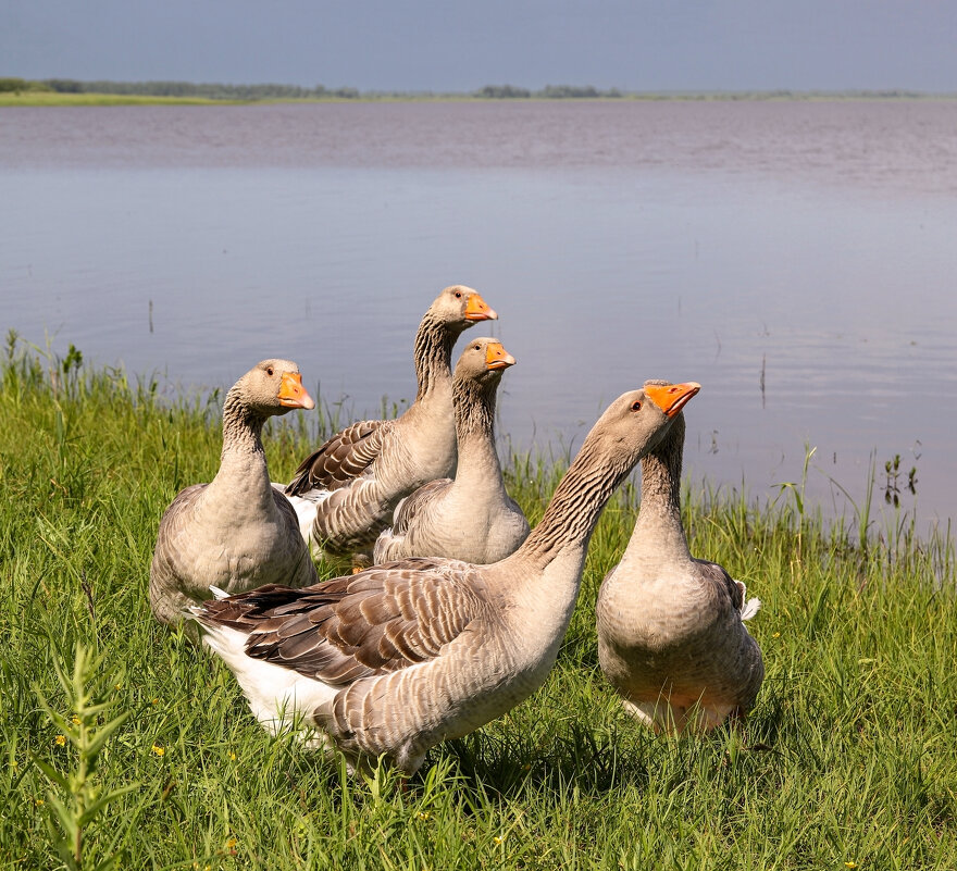 Монастырские гуси - skijumper Иванов Монастырские гуси - skijumper Иванов