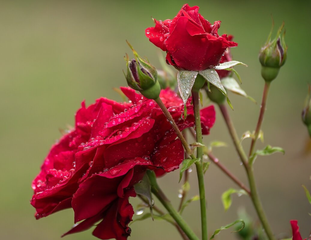 Розы - Игорь Сикорский Розы - Игорь Сикорский