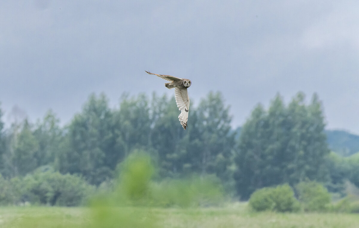 сова болотная. - юрий макаров
