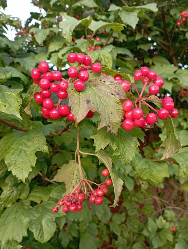 Скоро осень - Елена Семигина