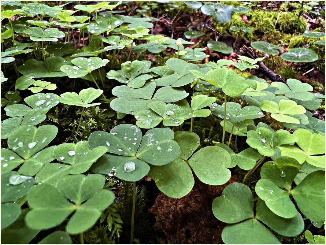 Кислица. - Валерия Комова Кислица. - Валерия Комова