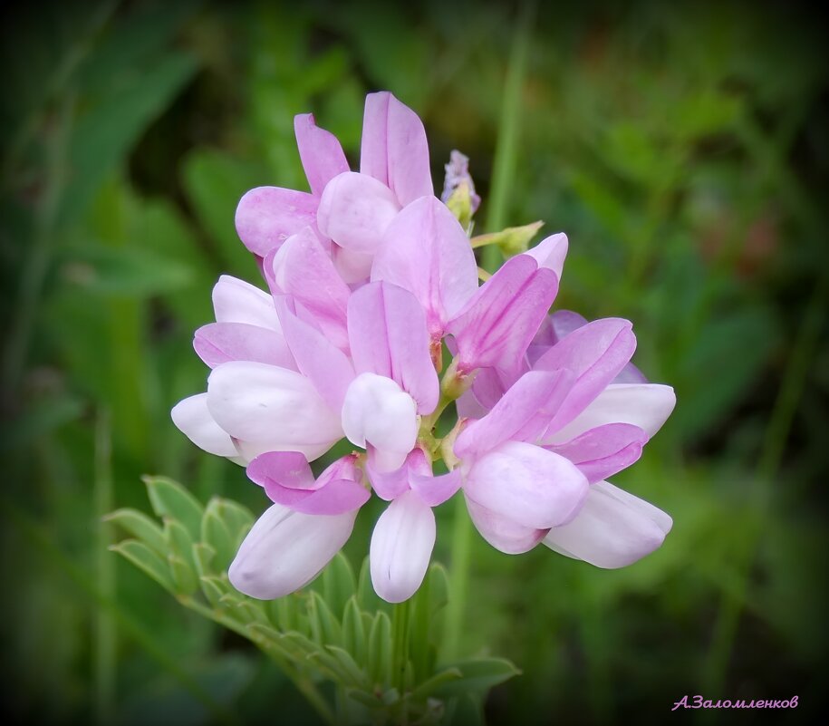 Когда вязель цветёт... - Андрей Заломленков