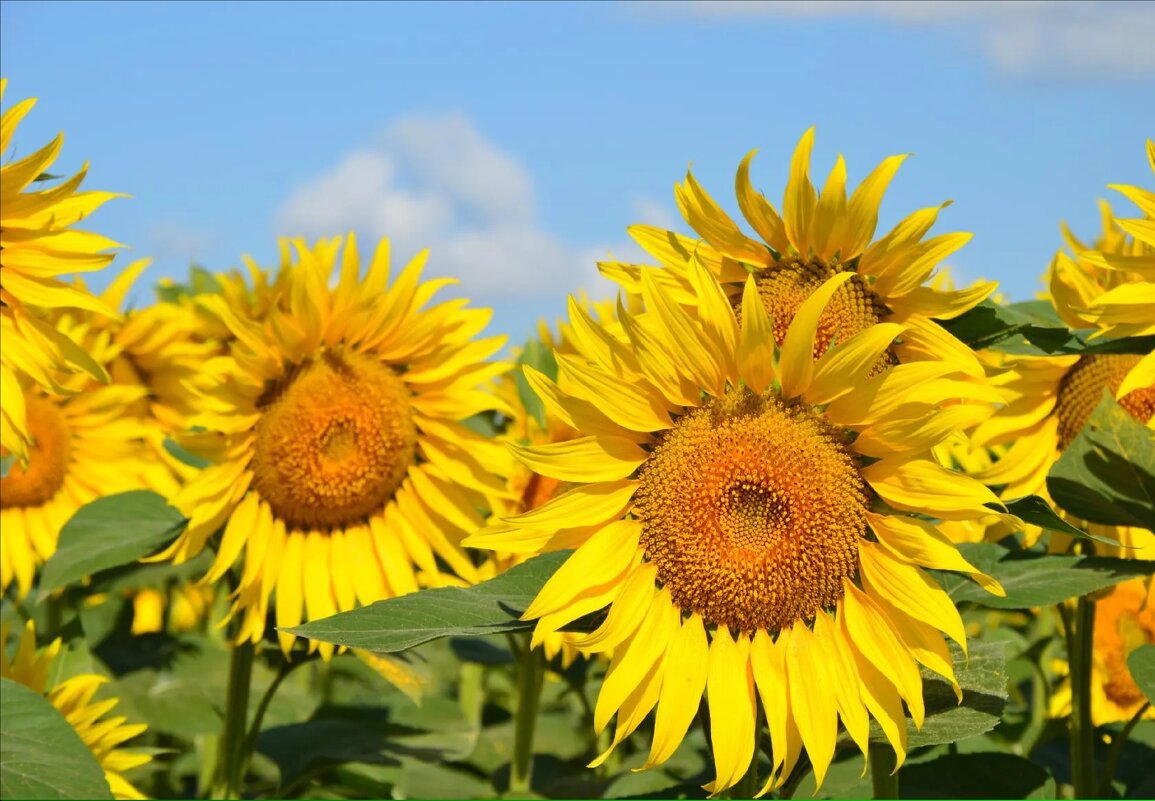 *** - Надежда Куркина 