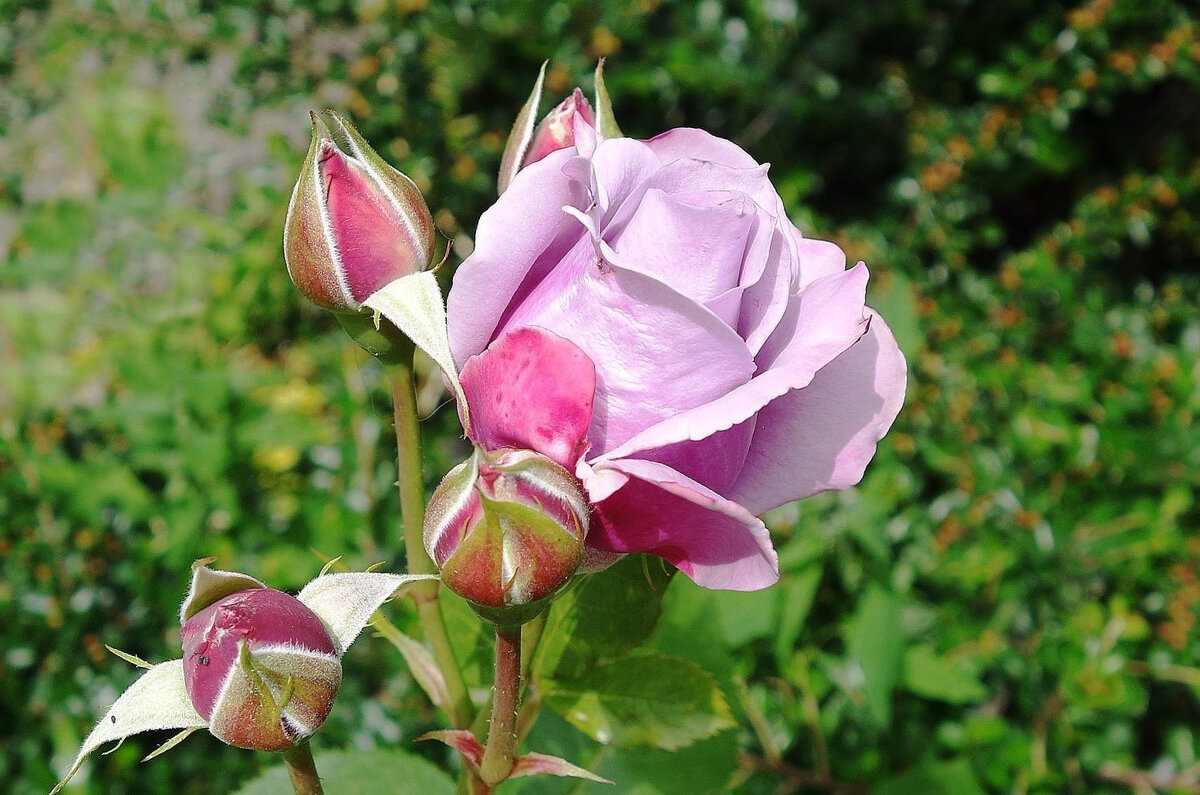 Роза - Рита Симонова