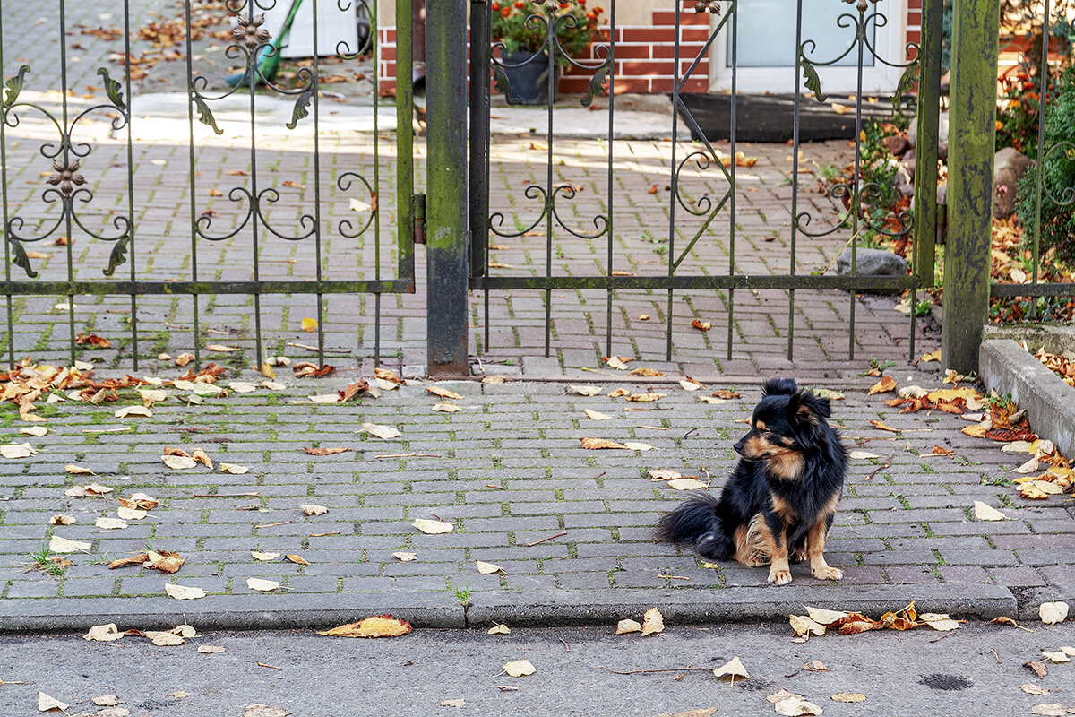 Пионерский - Дмитрий 