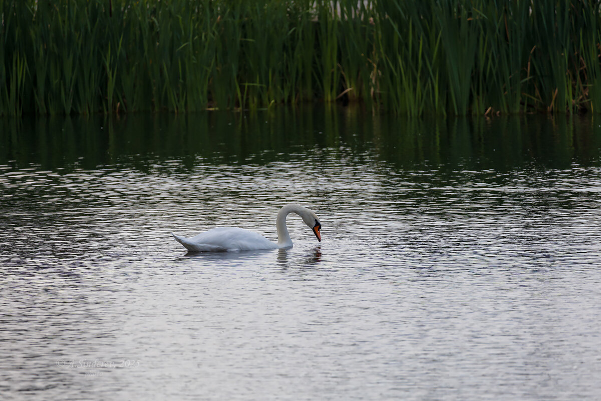 Лебедь - Александр Синдерёв
