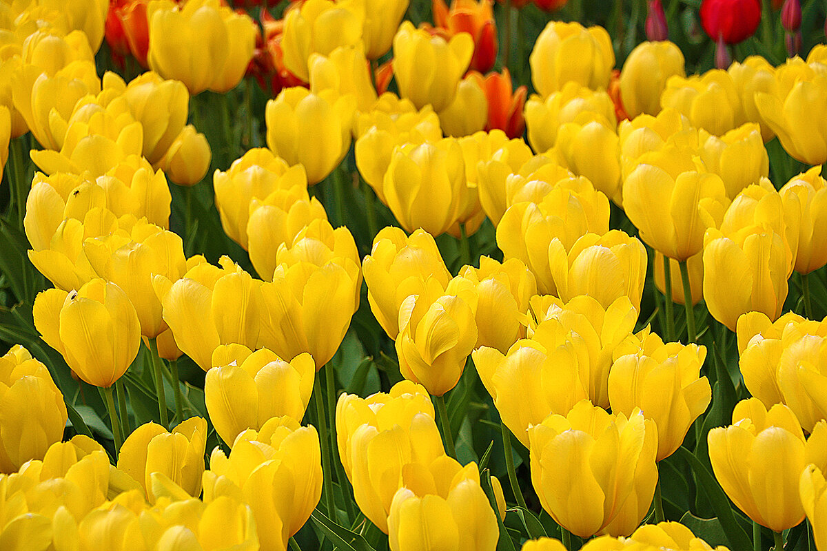 Солнечная майская красота в Аптекарском - Светлана 