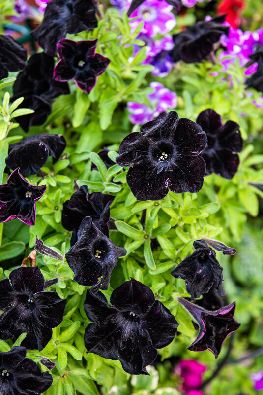 Черная петуния - Павел Катков