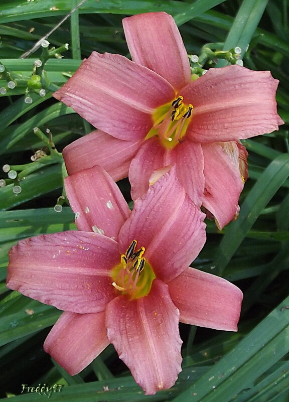 Лилейники - Freddy 97