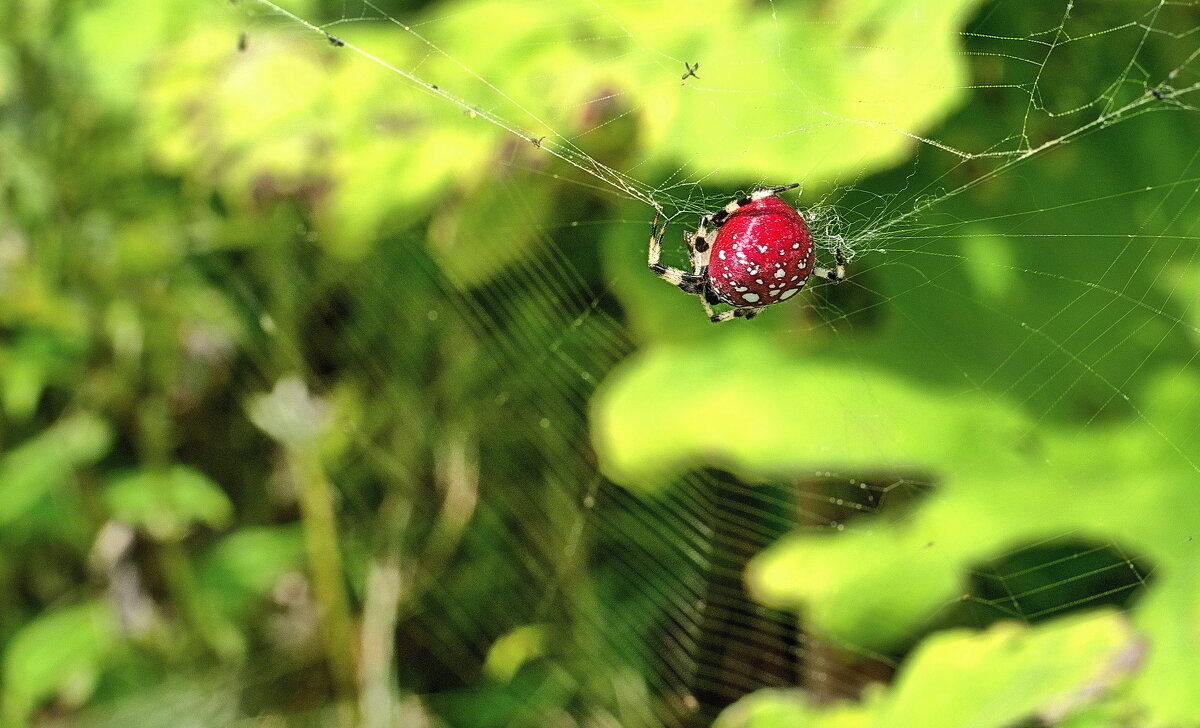 Красавчик! - fillarret-2 Красавчик! - fillarret-2