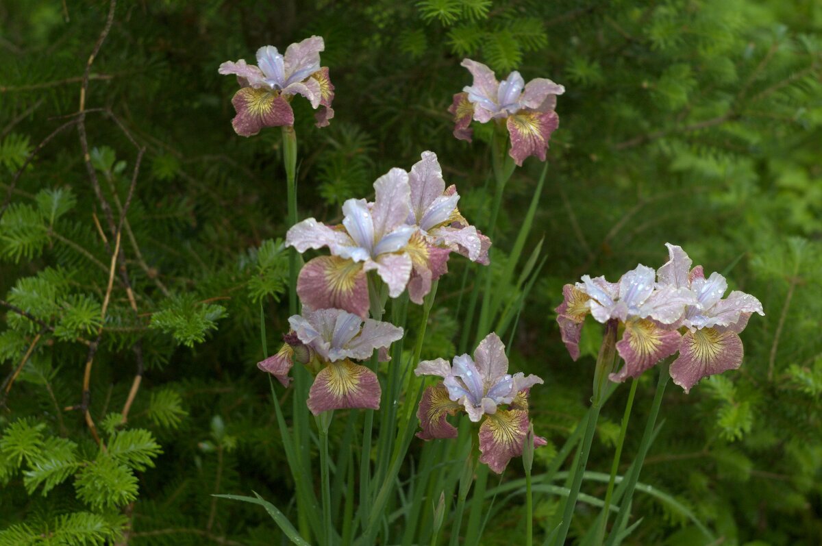 Ирисы цветут - Kventin Natabos 