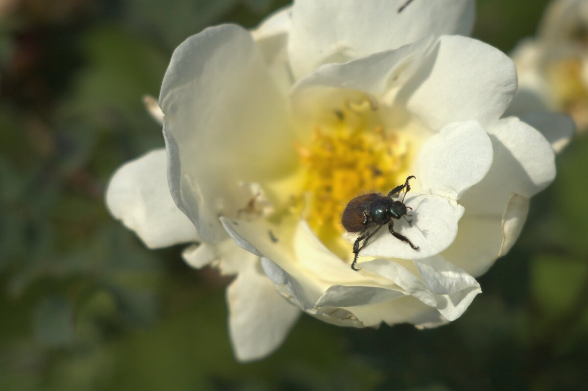 Зашел чайку попить - Kventin Natabos 