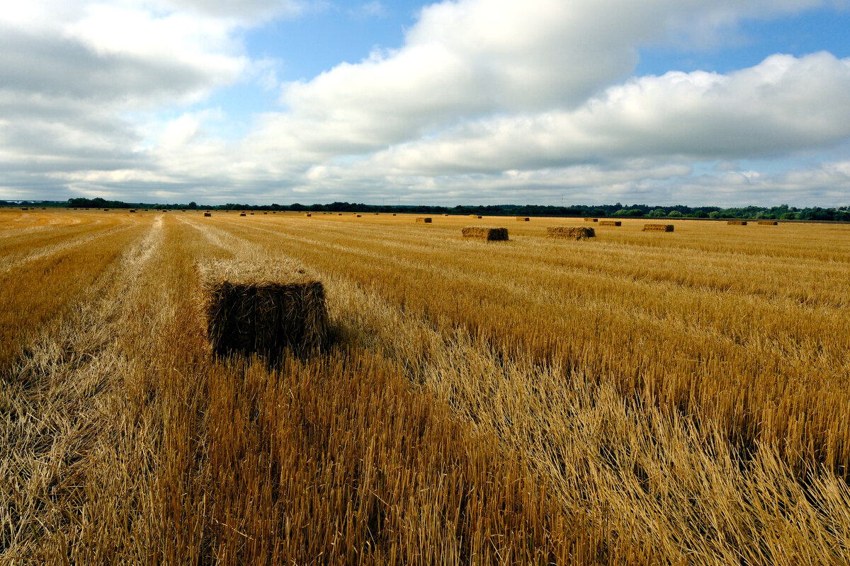 Поле. Сено. Простор - Dar(k) Life