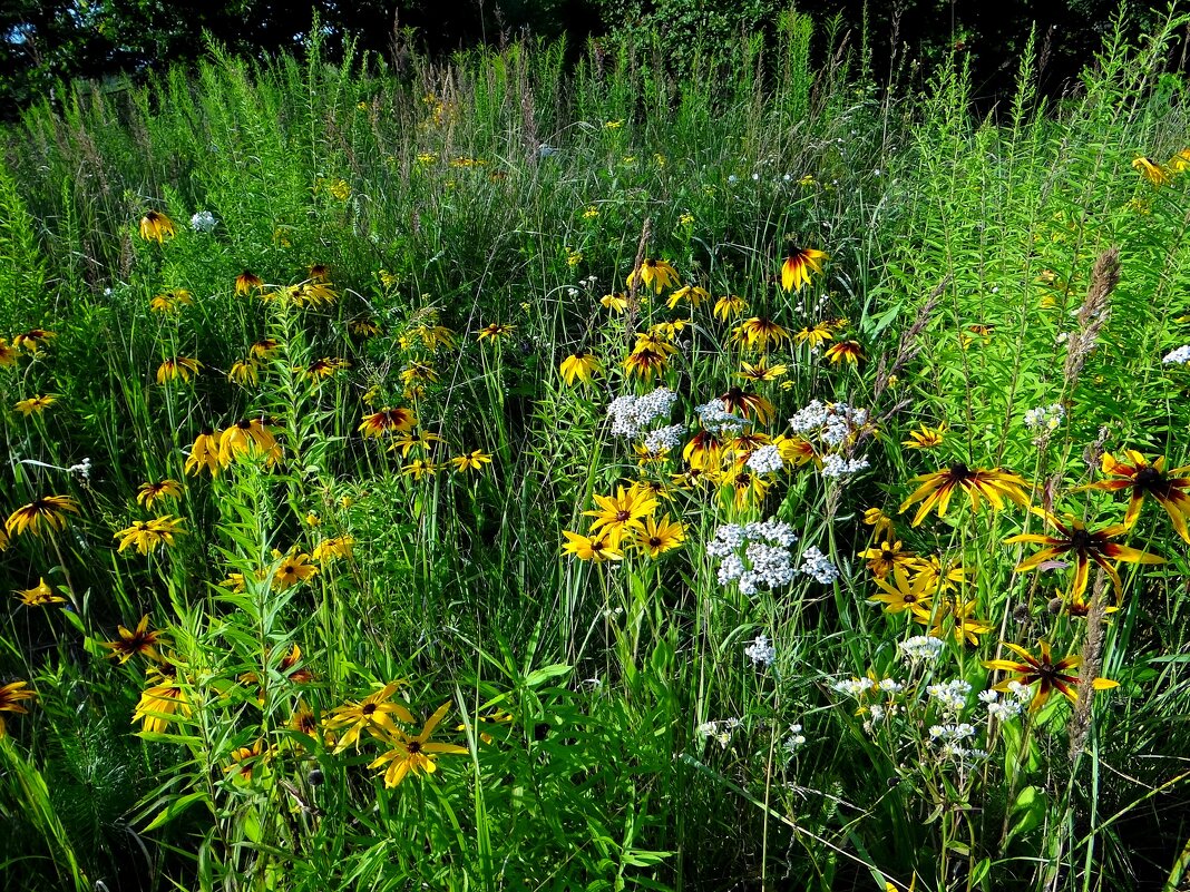 Цветы полевые и садовые - Антонина Гугаева