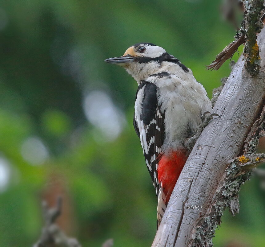 большой пёстрый ... - Andrey Bragin большой пёстрый ... - Andrey Bragin