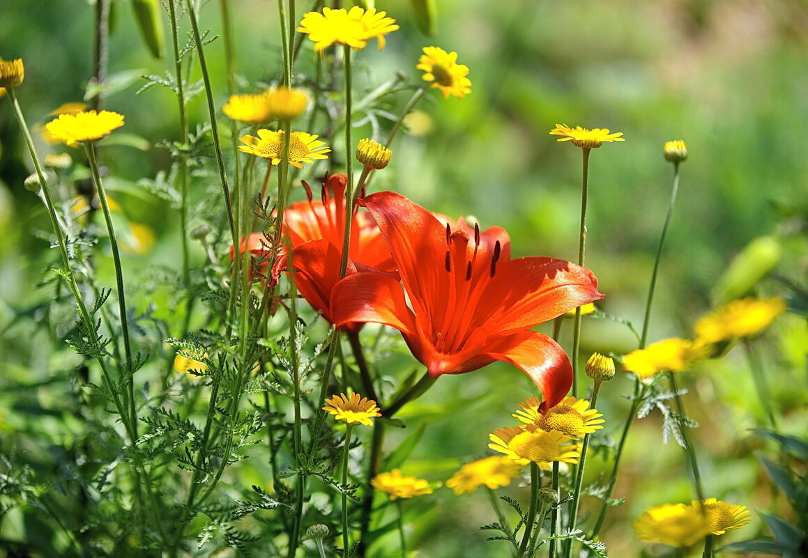 Я подарю вам лилии..., - fillarret-2 Я подарю вам лилии..., - fillarret-2