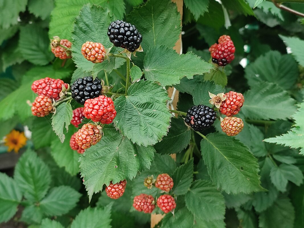 Ежевика. - Валентина Богатко 