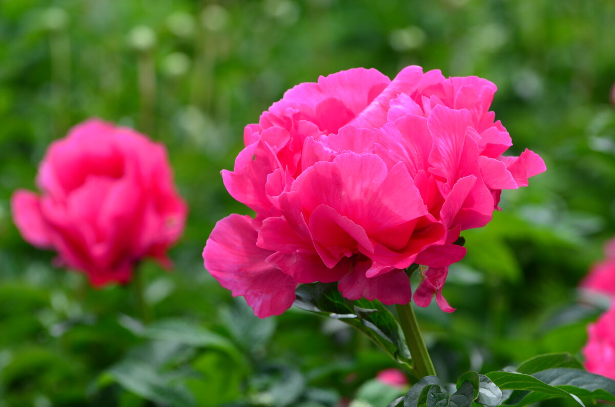 Лето в Ботаническом... Июнь. - Наташа ***** Лето в Ботаническом... Июнь. - Наташа *****