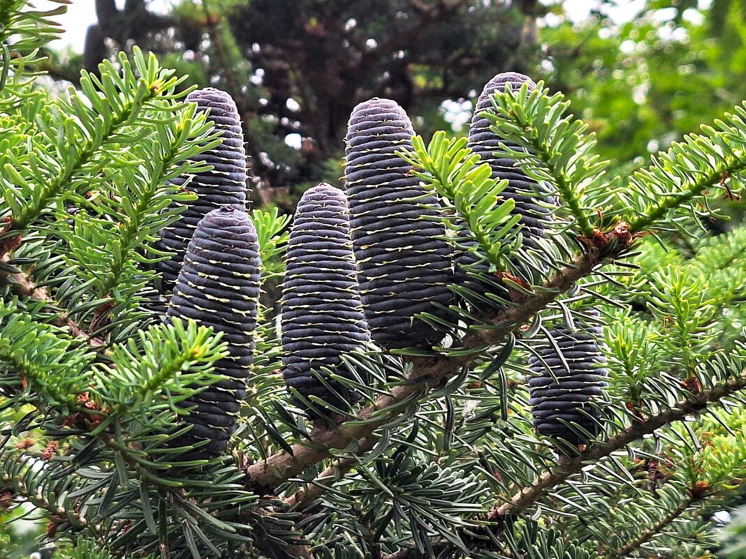 шишки - Наталья 