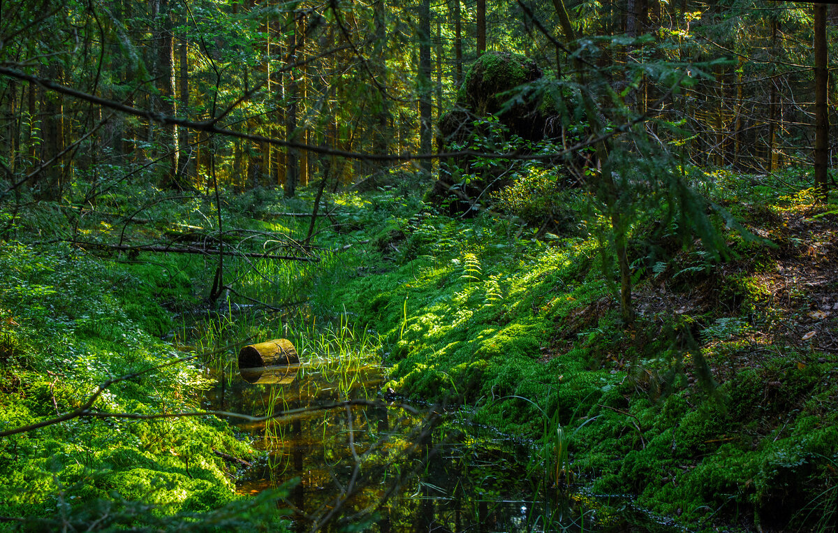 "В тёмно синем лесу..." - Михаил "Skipper"