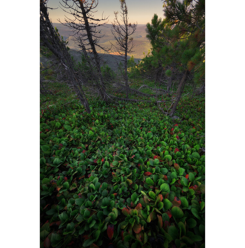 * - Александр Иванов