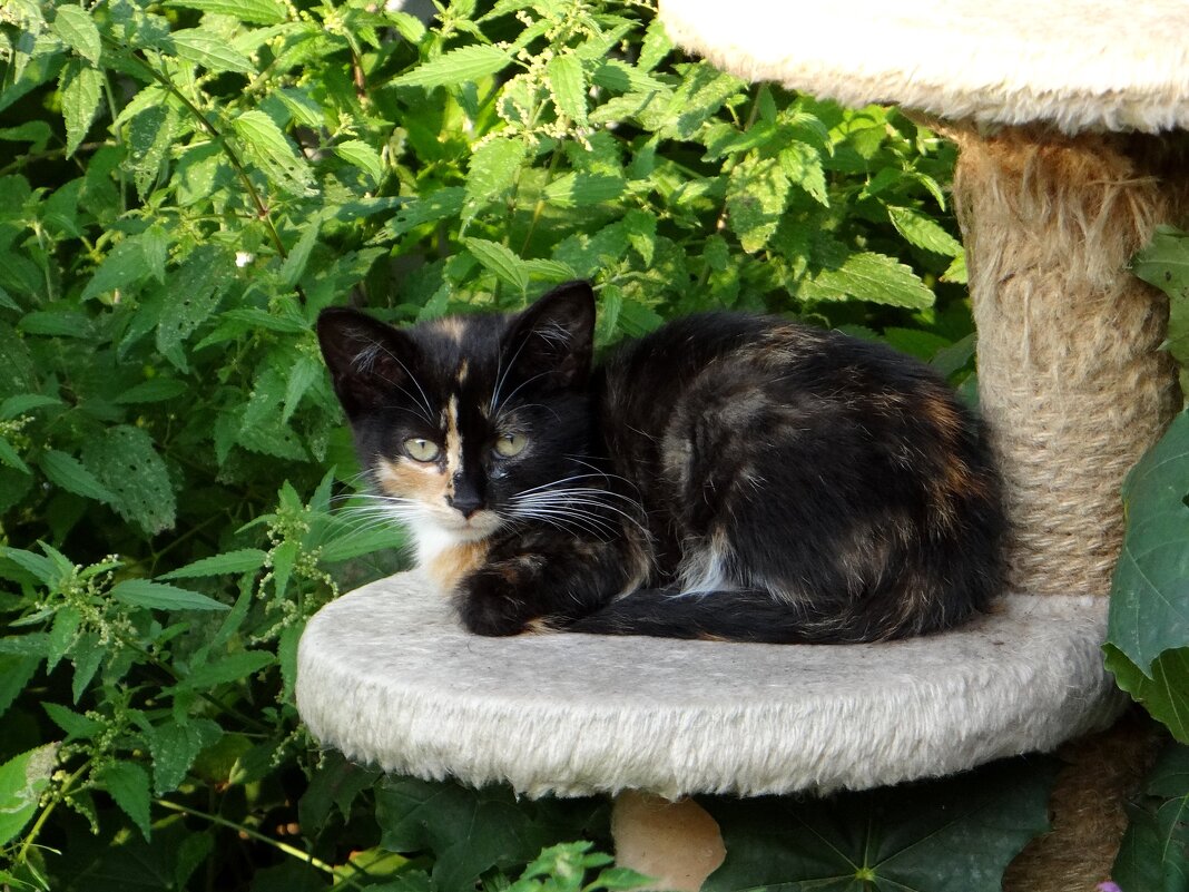 Красавица - Антонина Гугаева