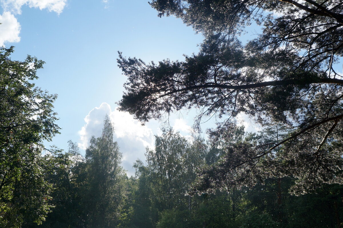 "После дождичка небеса просторны..." - zavitok *