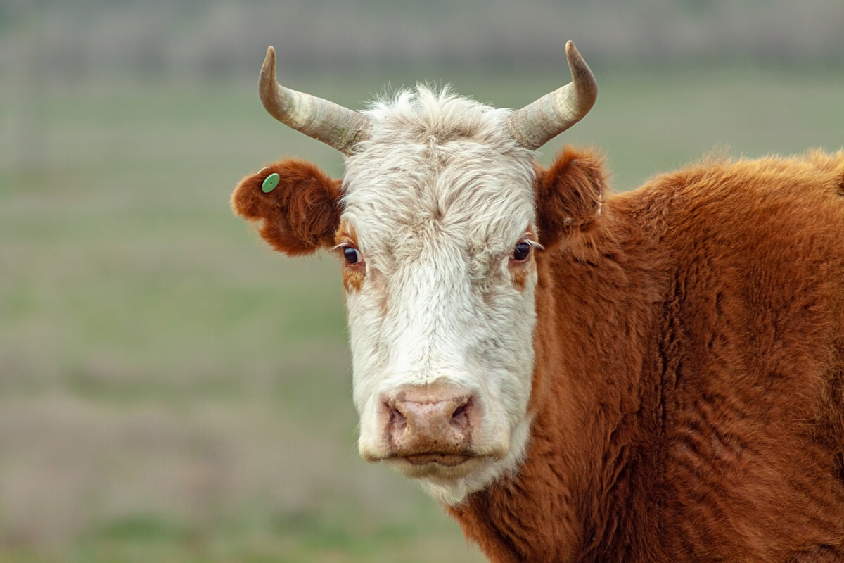 * - Валерий Елистратов