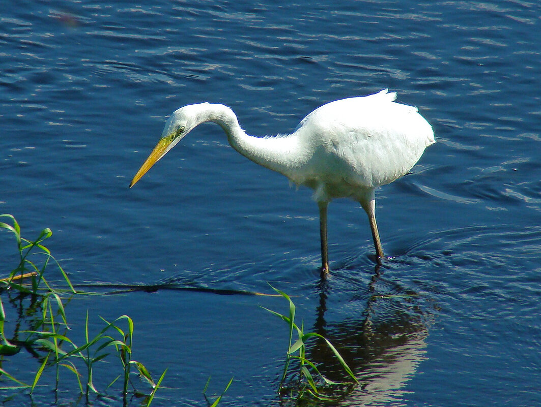 большая белая цапля - gawrilа - dan